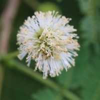 Leucaena leucocephala (Lam.) de Wit